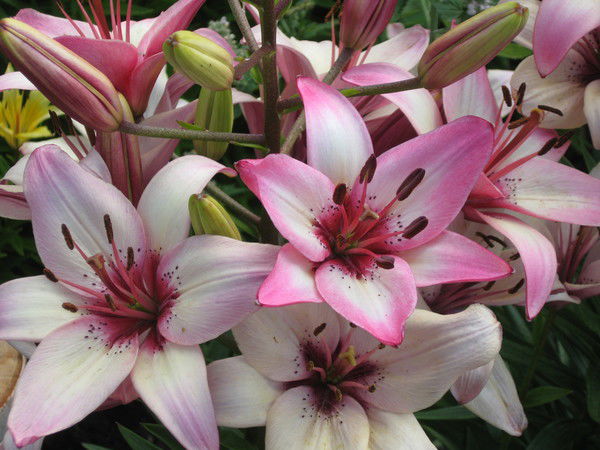 Марина Вторушина