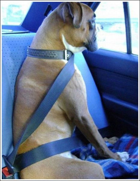 Ляхин Роман