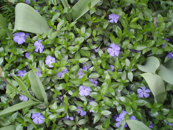 Лилия Ангелуцова