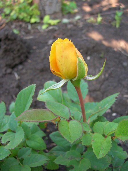 Рина Исламова