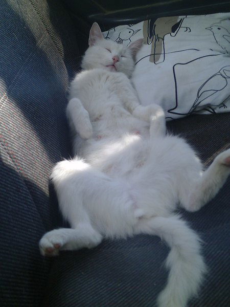 Котик Муркотик