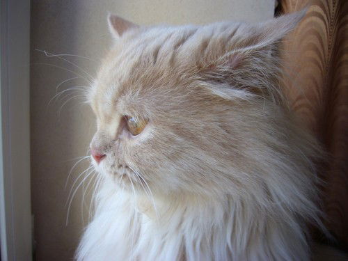 Лена Уразова