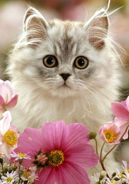 Наталья Семенова