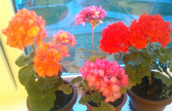 Светлана Зайнутдинова