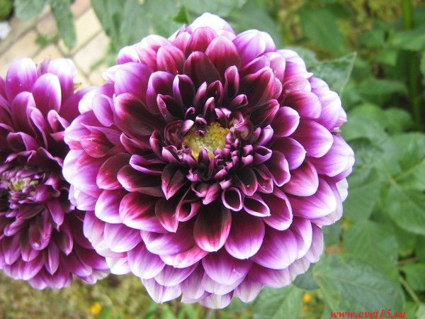 Юлия Кузнецова