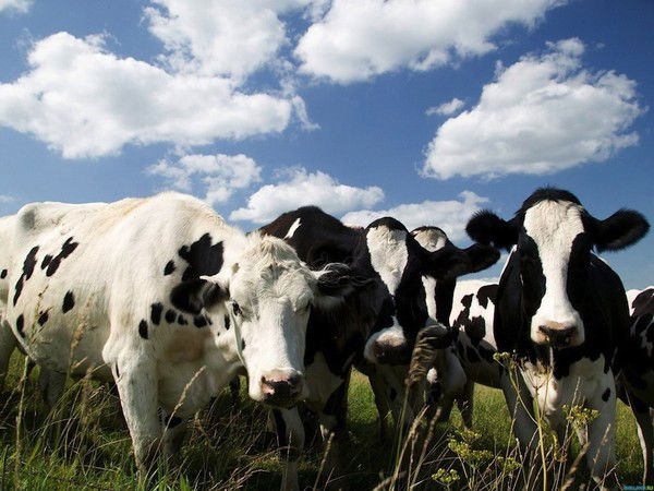 Амантай Мустафин