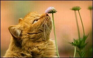 Сапфира Деголь