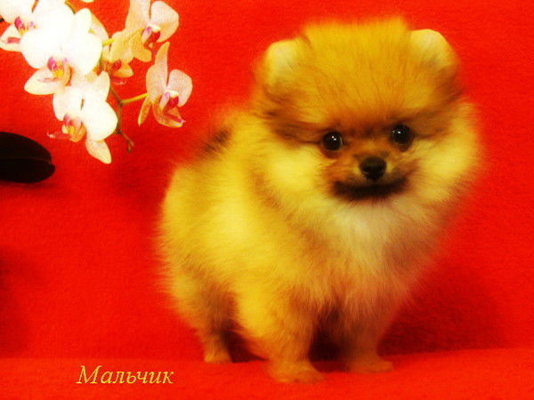 Татьяна Тимофеенко