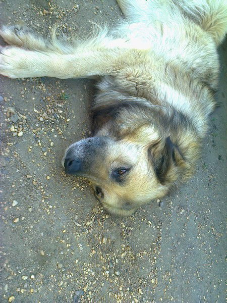 ***садыков Данияр***