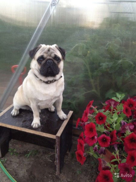 Алина Лепилкина