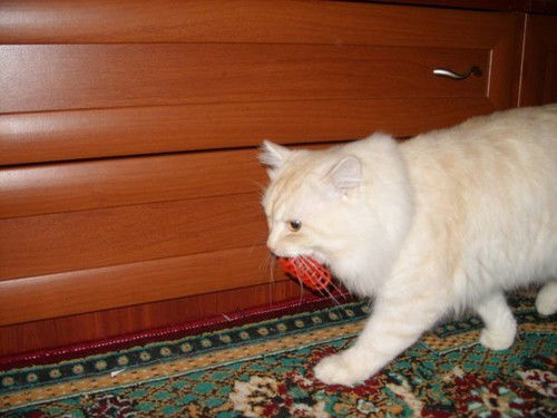 По Прозвищу Зверь