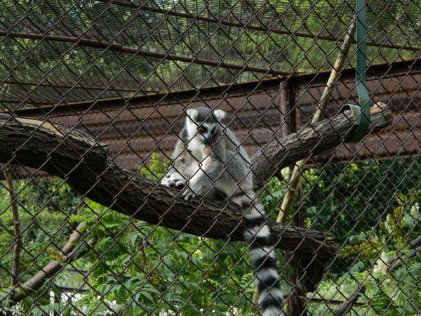 Ирина Музалева