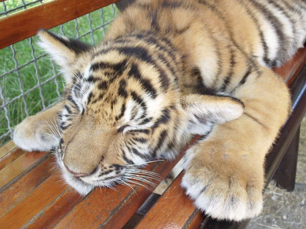 Игорь Аксенов