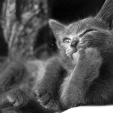 Боречка Котёнок