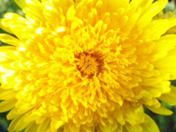 Светлана Решетникова