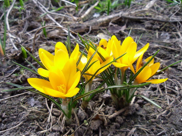 Сергей Леднев