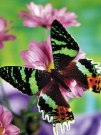 Настя Соколова