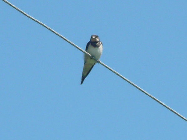 Галина Архипова