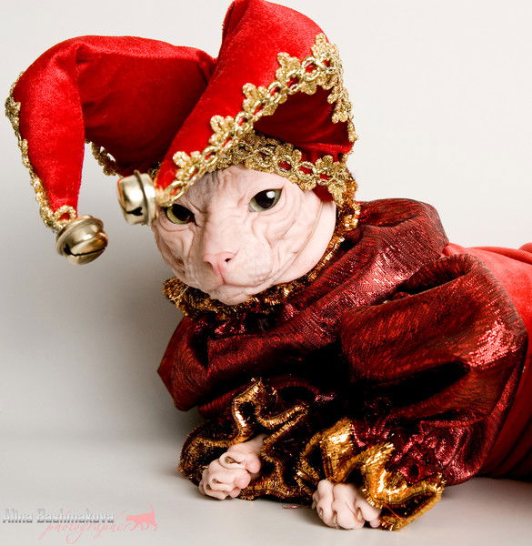 Светлана Гейне