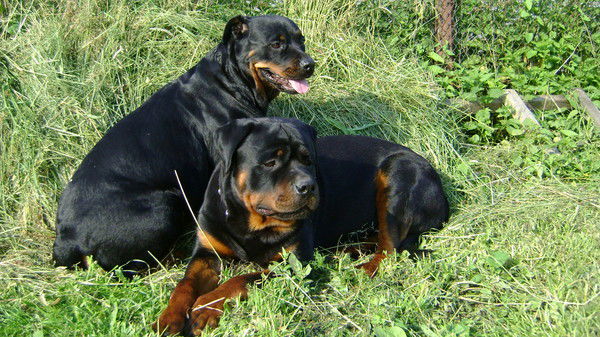 Анна Коротаева