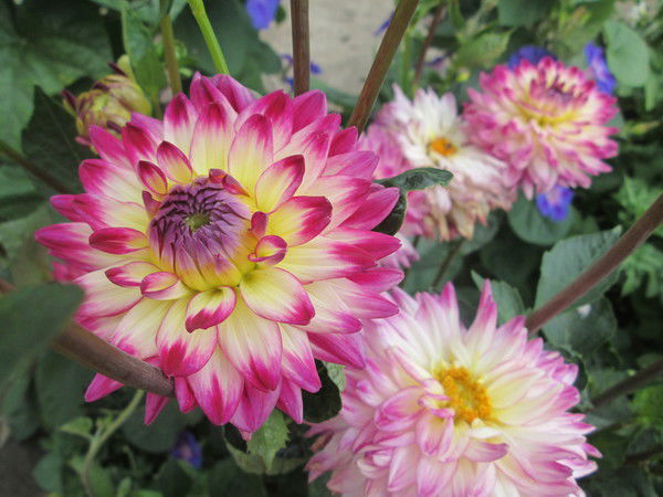 Галина Матюхина