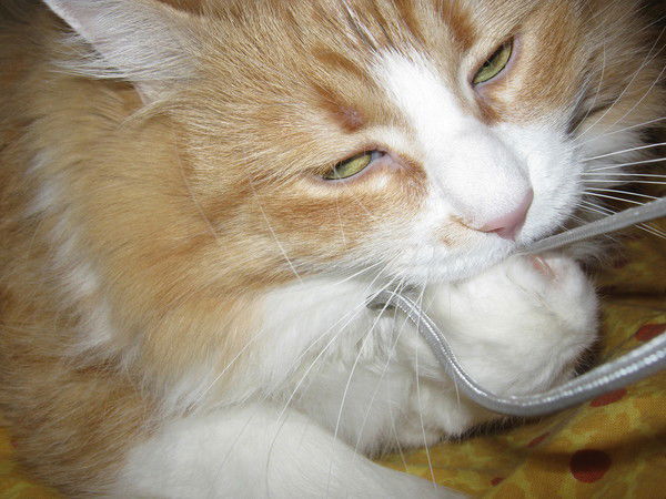 Маргарита Зверева