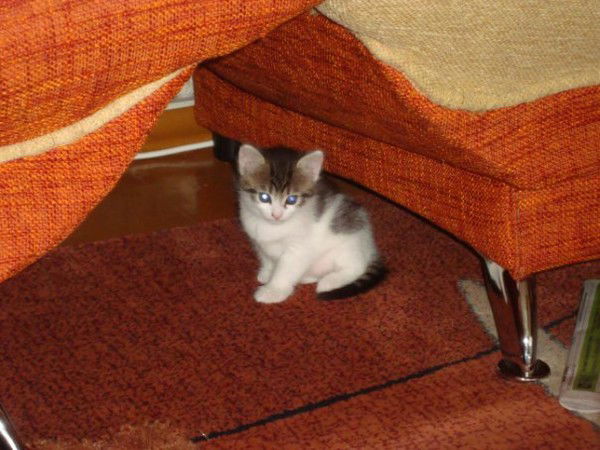 Наталья Колесник