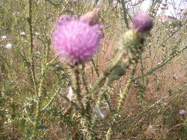 Ольга Ведяшова