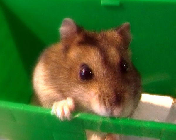 Татьяна Аржанова