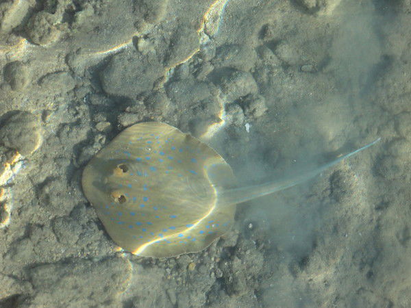 Nekit Демидович