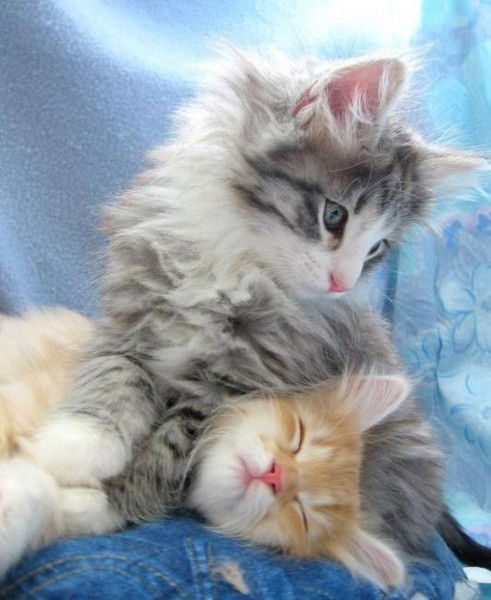 Ирина Прокудина