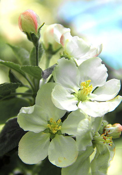 Школа №208 Директор