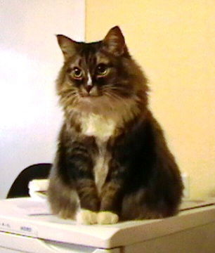 Людмила Первушина