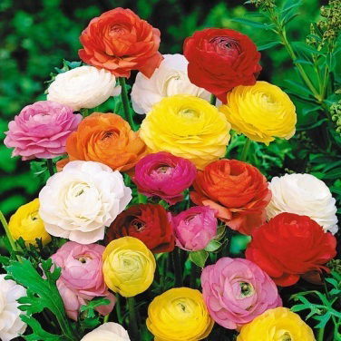 Инга Игнатова