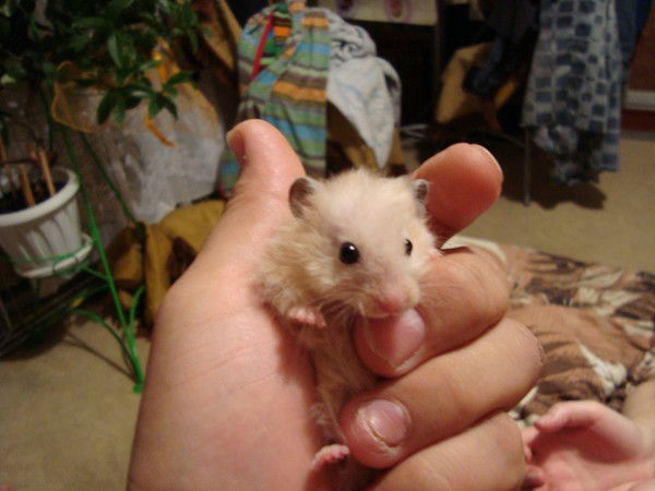 Алекс Иванов