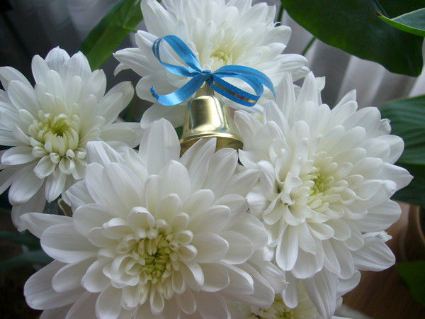 Дина Тоганасова