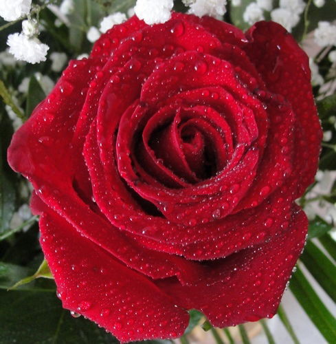 Светлан Светлан