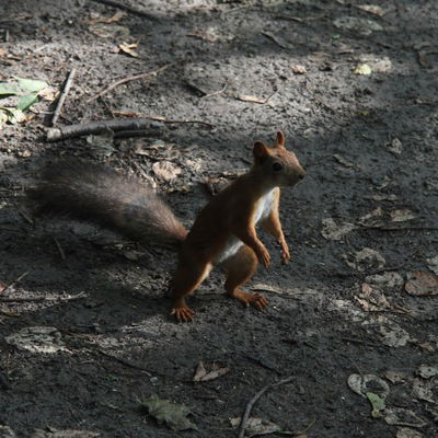 Денис Цыбизов