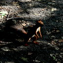 Денис Цыбизов