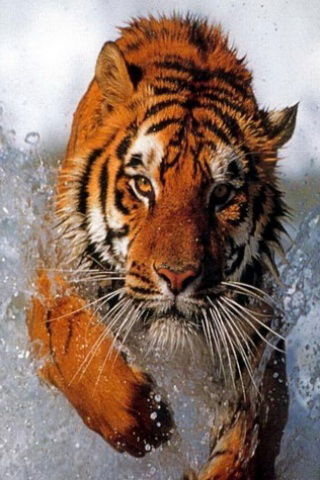 Дмитрий Шишов