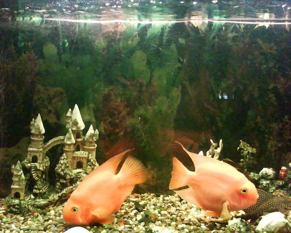 Татьяна Миронова