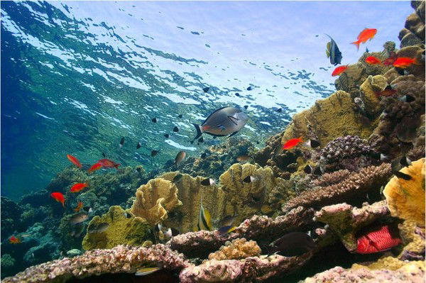 Виктор Попережнов