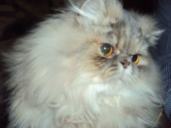 Олег Дмитриев