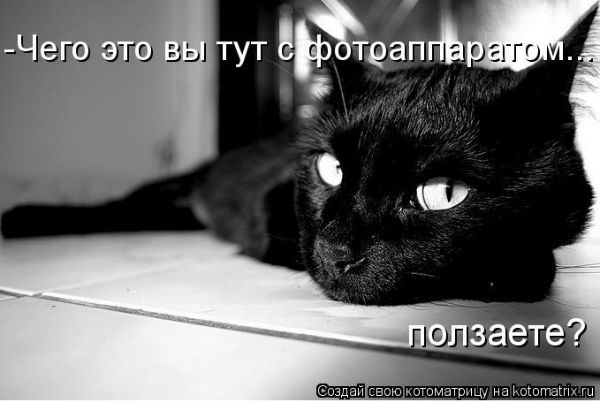 Люблю Животных