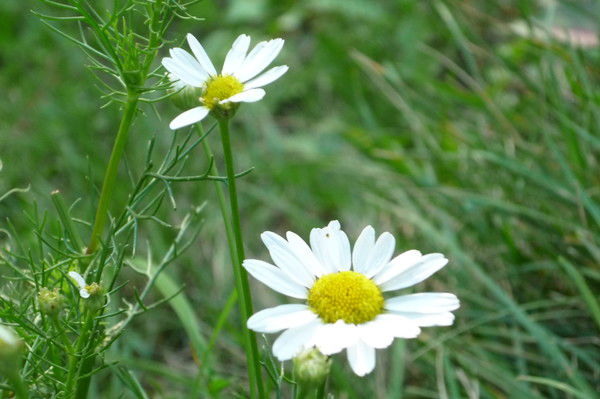 Мирбек Токтоналиев