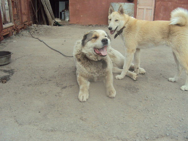 Никита Ярин