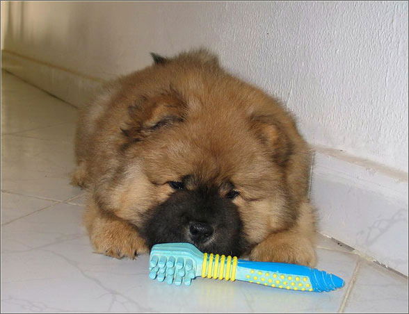 Аня Вакулич