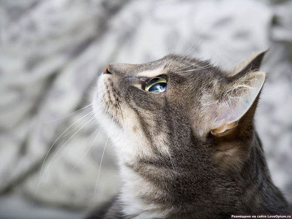 Екатерина Власова