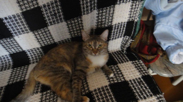 Ирина Толмачева