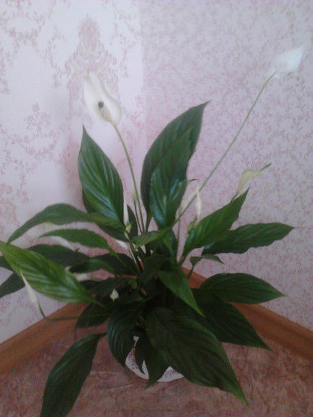 Илона Григорьева